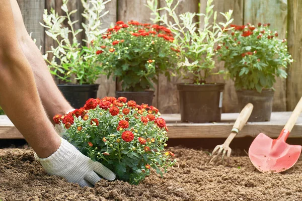 Manliga händer i skyddshandskar plantera en buske av en röda krysantemum i jorden — Stockfoto