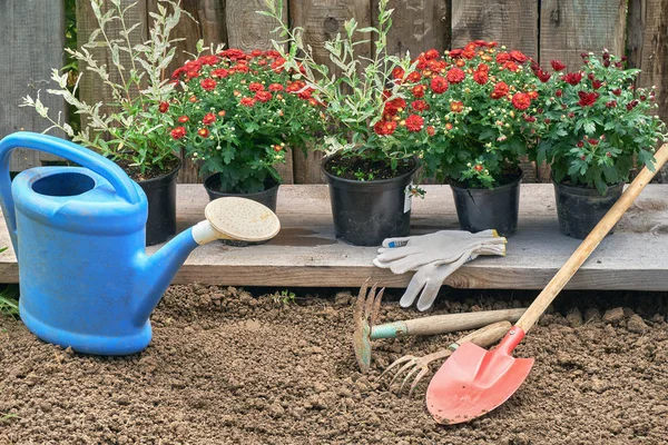 Ahşap tahta üzerinde bitki için hazır duran tencere kırmızı krizantem ve hakuro nishiki çalılar