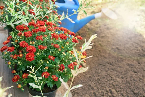 Garden flowers ready to plant and a watering can — Stock Photo, Image