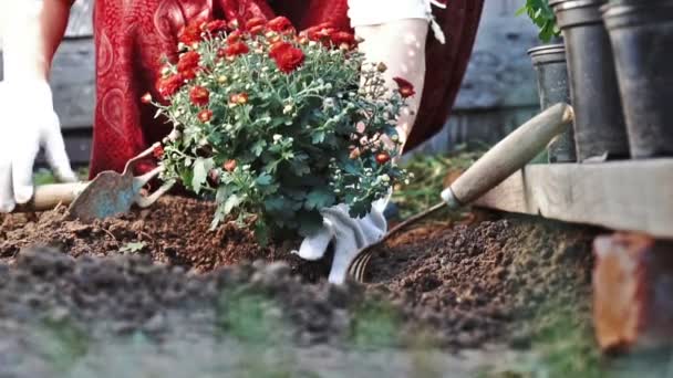 Mani femminili in guanti protettivi piantando un cespuglio di un crisantemo rosso nella terra. Rallentatore — Video Stock