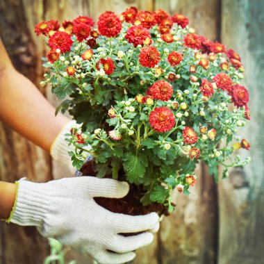 Kırmızı krizantem toprağa dikmeye hazır bir çalı tutarak koruyucu eldiven giyen kız