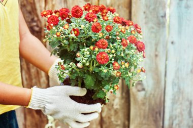 Kırmızı krizantem bitki için hazır bir çalı tutarak koruyucu eldiven giyen kız