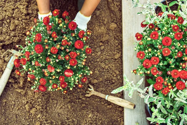 Девушка сажает куст красной хризантемы в землю — стоковое фото