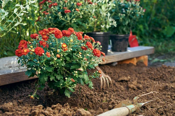 Ültetés virágok piros chrysantemum, a kertben — Stock Fotó