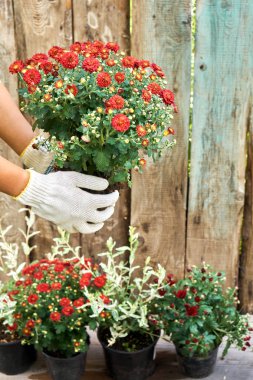 Yaz aylarında çiçek dikim kız