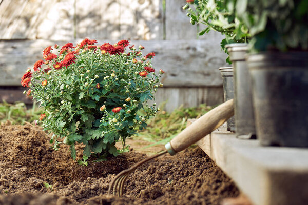 Planting red chrysanthemum bush in the garden in summer evening