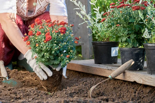 Garden flowers being planted by a woman wearing white garden gloves — Stock Photo, Image