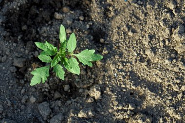 Toprakta büyüyen küçük domates fide