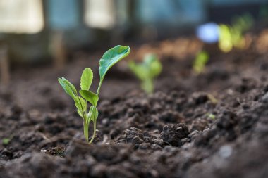 Sera toprakta büyüyen lahana fide.