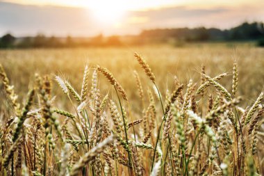 Buğday alanı hem de orman güneş ayarı ile arka plan ile ön plan kulaklara buğday