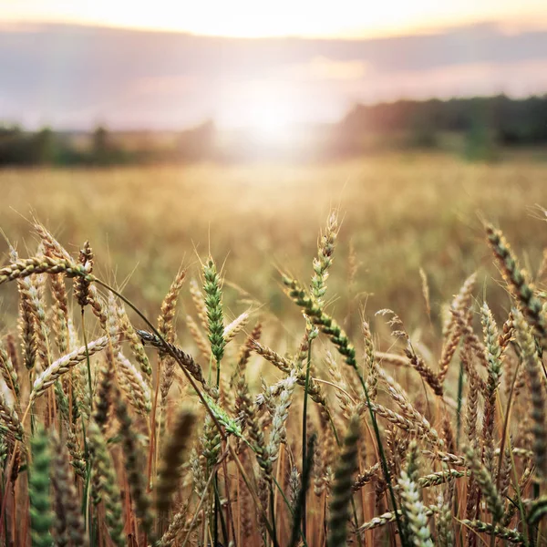 Uši Pšenice Popředí Pšeničné Pole Les Pozadí Zapadajícího Slunce — Stock fotografie