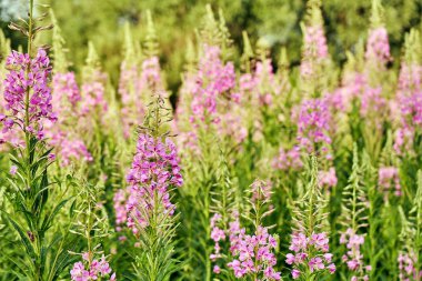 Fireweed yaz aylarında Rus köyünde ormanın