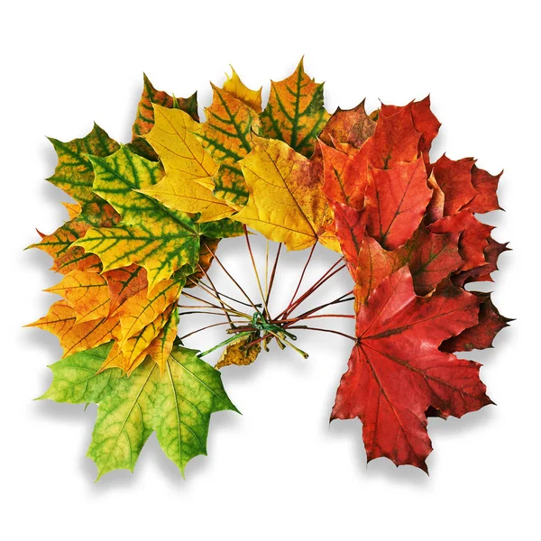 Wreath of fallen maple leaves isolated on white background with shadows
