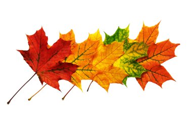 İzole üzerinde beyaz arka plan desenini düşmüş akçaağaç yaprakları