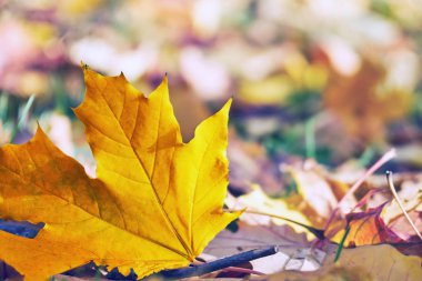 Moskova Park yerde yatan sonbahar turuncu düşmüş akçaağaç yaprağı