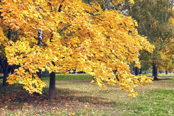Autunno Oro Mosca Bellissimi Aceri Arancioni Sul Parco Steet — Foto Stock