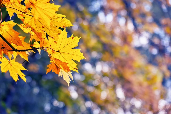 美丽的秋天橙色枫叶由太阳点燃在树分支以模糊的叶子在背景 底部视图 — 图库照片