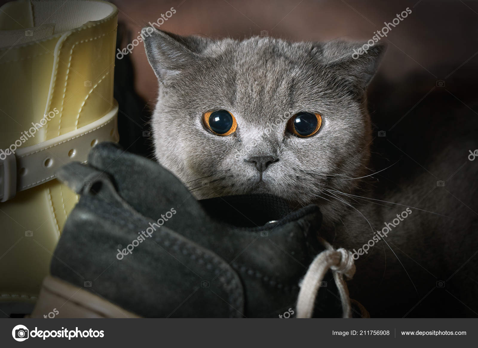 Gatto Di Razza Spaventato Si Nascose Nellarmadio Tra Le Scarpe