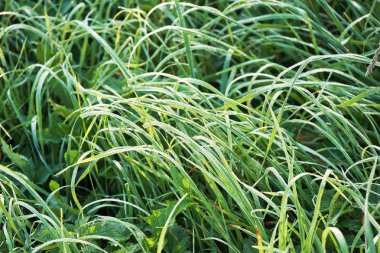 Arka plan ile yeşil çimen çiy ile yaz sabah erkenden düşüyor