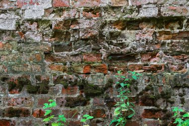 Rus Joseph-Volotsky Manastırı yeşil bitki yaprakları ile kale duvarına kırık tuğla yüzeyi. Tonlu görüntü