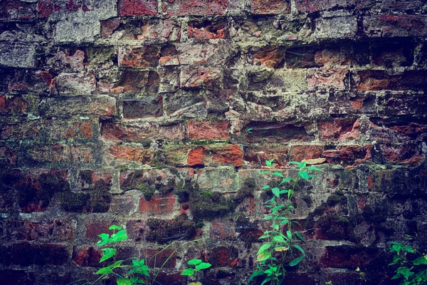 Broken Brick Surface Fortress Wall Russian Joseph Volotsky Monastery Green — Stock Photo, Image