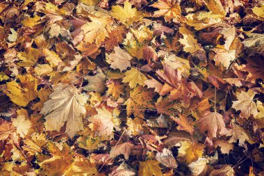 Arka plan ile renkli düşmüş sonbahar akçaağaç yaprakları