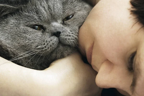 British short hair male cat in the arms of his mistress — Stock Photo, Image