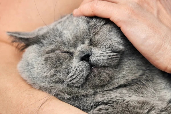 British shorthair tomcat lying in the arms of his mistress and enjoying stroking — Stock Photo, Image