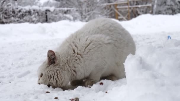 Бездомная Белая Кошка Сидит Дороге Покрытой Снегом Ест Куски Сухого — стоковое видео