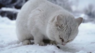 Yolda oturan evsiz beyaz kedi kar ve kediler için kuru gıda Rus köyü açık havada yemek parçaları ile kaplı. Sefil aç kirli kedi karlı kış aylarında soğuk dışında oluyor.