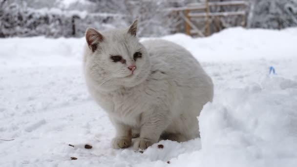 Gato Hambriento Sin Hogar Comiendo Comida Seca Para Gatos Nieve — Vídeos de Stock
