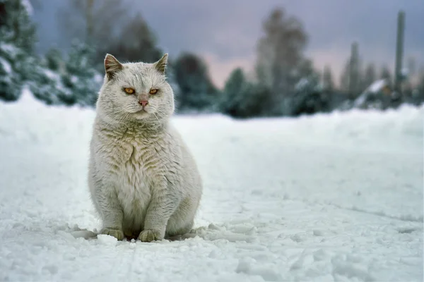 Gato Branco Sem Teto Sentado Estrada Coberto Neve Aldeia Russa — Fotografia de Stock