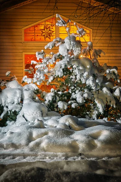 Cedar,pine or spruce tree covered with snow growing near a glowing window of a country cottage decorated with paper applications in Christmas dark night