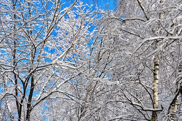 Зимний фон с ветвями деревьев, покрытыми снегом на голубом небе — стоковое фото