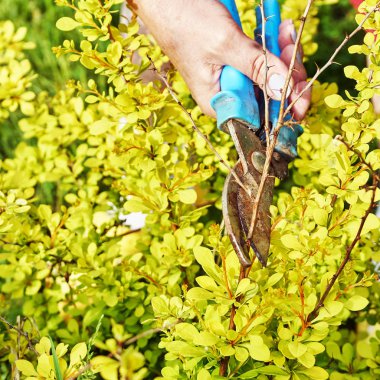 Bahçe makası ile bir berberis çalı dalları kadın elleri budama