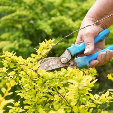 Bahçe makası ile ölü berberis dalları budama