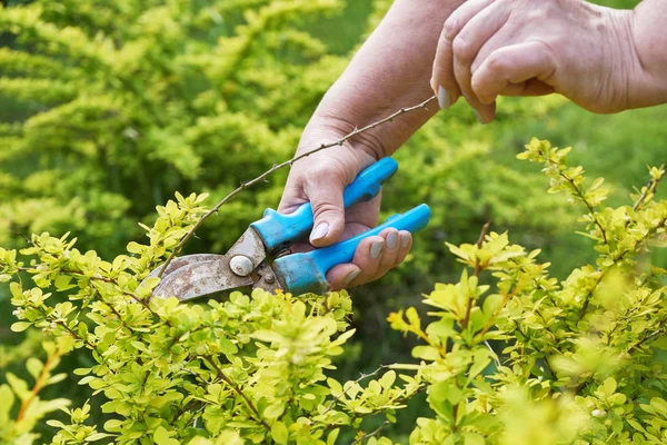 Female hands pruning branches of a berberis shrub with garden clippers