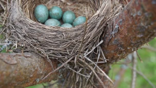 Boet av en trast med sex blåa ägg på tallen på våren. Slow motion — Stockvideo