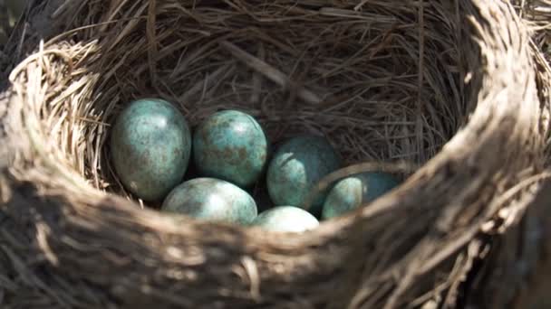 Яйца дикого дрозда, лежащего в гнезде под утренним весенним солнцем — стоковое видео