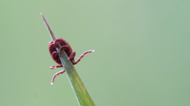 Rüzgarda yeşil çim sallanan bıçak üstünde oturan Mite
