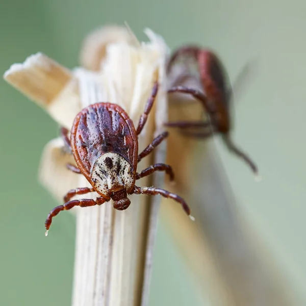 Ixodes ácaros sentados en la parte superior de una hierba seca en la naturaleza —  Fotos de Stock