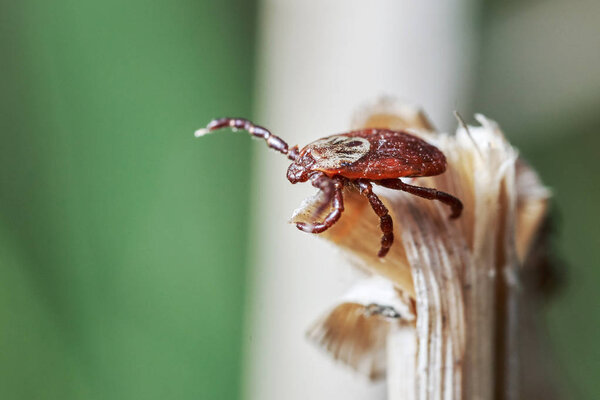 Ixodic tick sitting on the top of a dry grass. Macro photo.