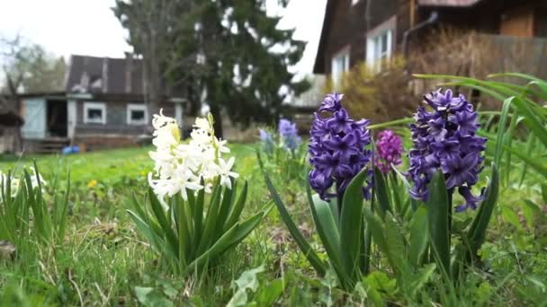 Jacintos coloridos creciendo en el patio trasero de una casa de campo en primavera — Vídeo de stock