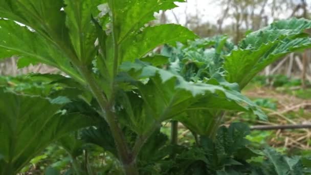 Camera toont een veld met groene en gedroogde Berenklauw op het Russische platteland — Stockvideo