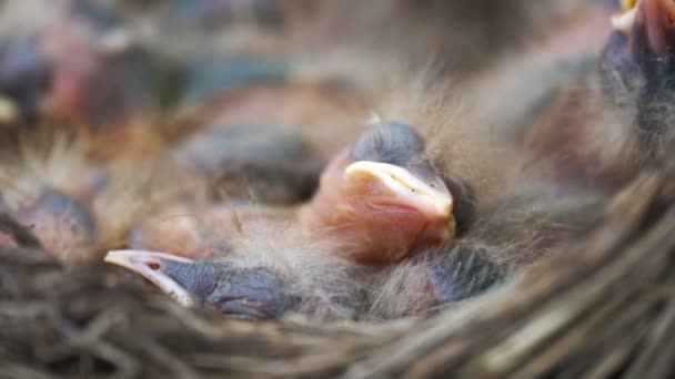 Newborn thrush nestlings which are sleeping in a nest close up — Stock Video