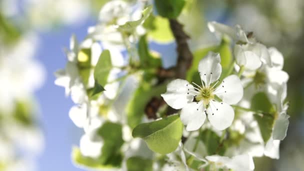 Branch of a pear tree with blossoming flowers close up backlit by spring morning sun on the blue sky background. — Stock Video