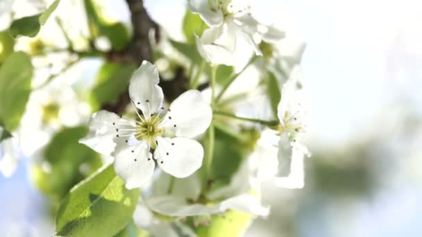 Rama Peral Manzano Con Flores Florecientes Cerca Retroiluminado Por Luz — Vídeo de stock