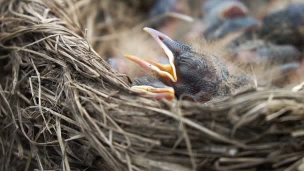 特写一个小新孵化的蓬松鹅毛窝窝 这是睡在巢与开放的嘴 慢动作 — 图库视频影像