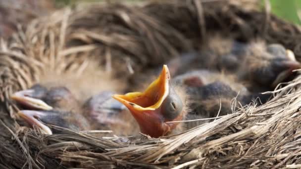 Pequeño Zorzal Recién Nacido Acurrucado Nido Con Otros Polluelos Levantando — Vídeos de Stock