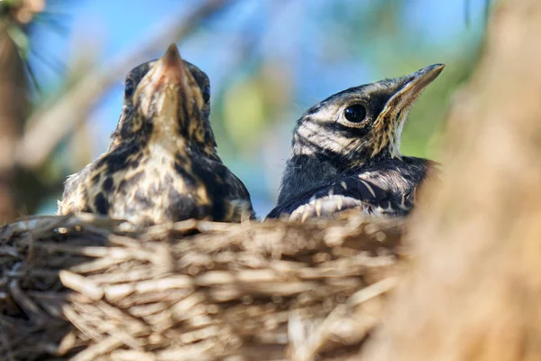 Grown-up Chicks of a thrush sit in a nest located on the pine tree